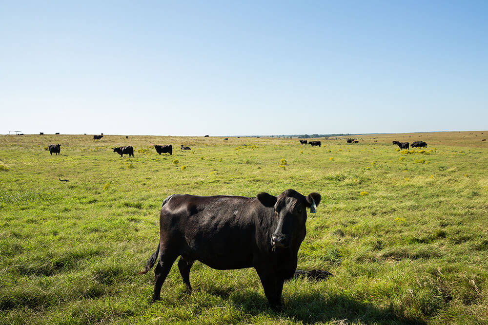 Black Cow Standing in Green Pasture with other cows behind them