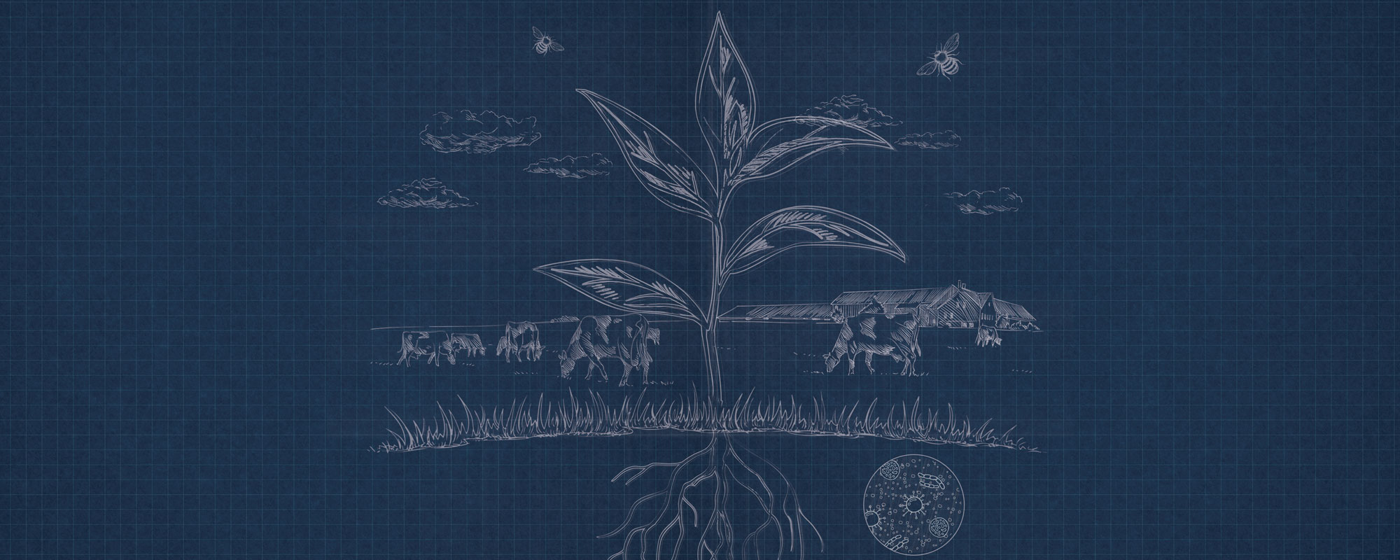 Blueprint of a plant growing
