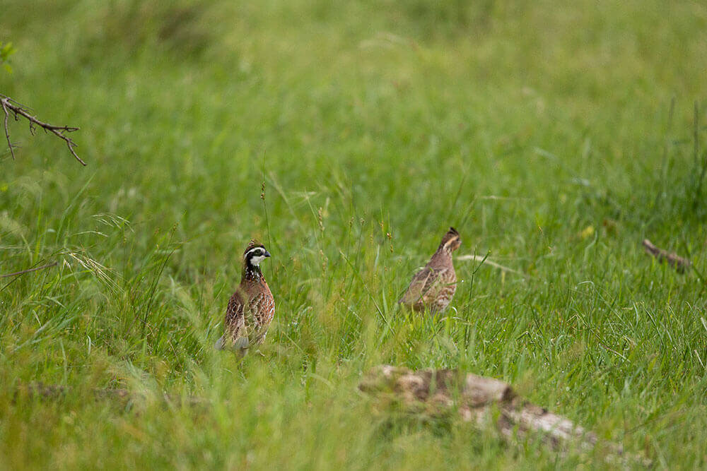 A male and a female bobwhite quail walking in a green pasture