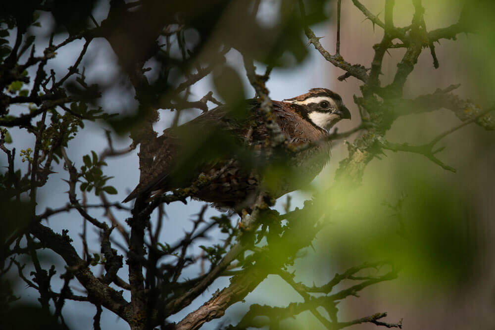 Bobwhite quail perched in woody vegetation