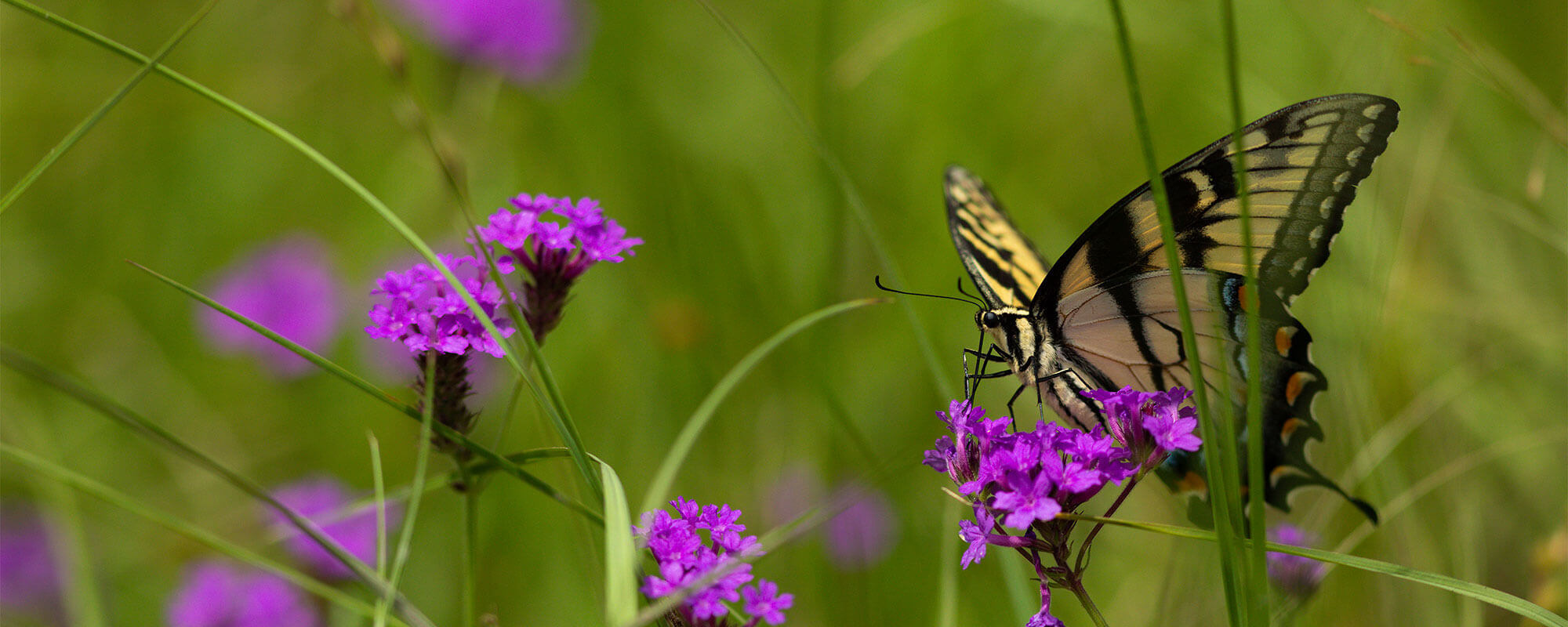 Butterfly resting on flower in pasture
