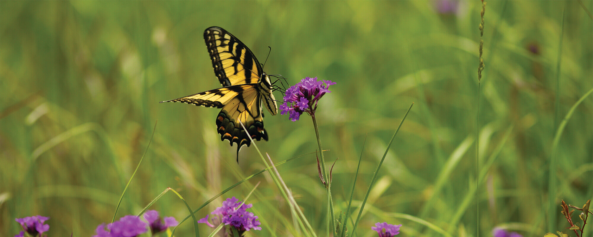 A black and yellow butterfly rests on a purple flower in the middle of a green summer pasture