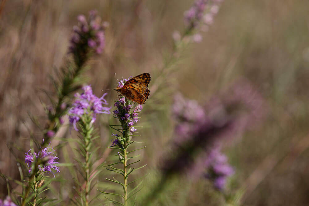 Black and orange butterfly resting on flowering plants in a pasture