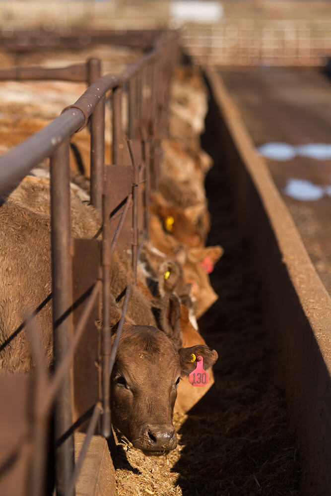 Cattle at feedlot