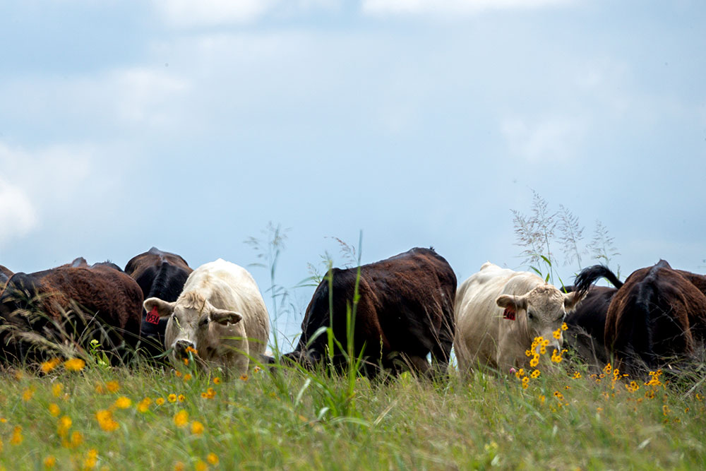 Cattle grazing in regenerative pasture with flowers