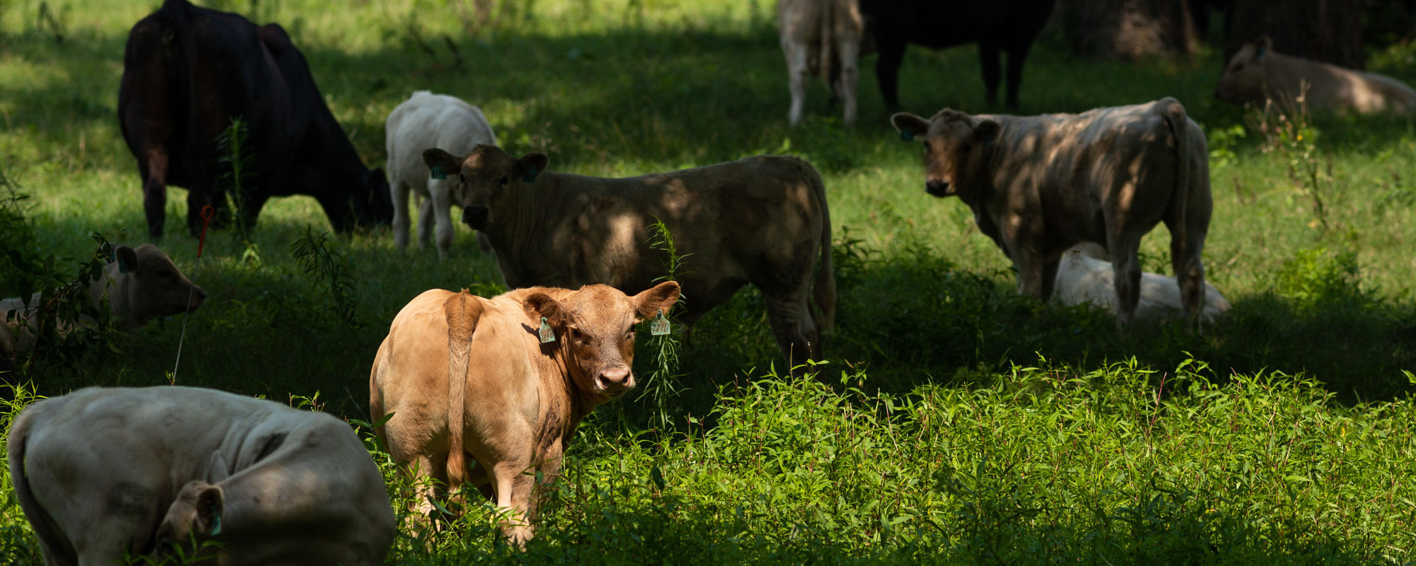 Cattle at Red River Ranch graze in shade under trees