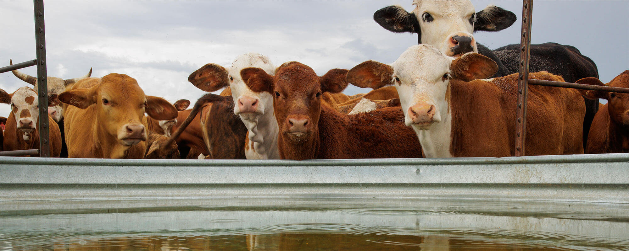Cattle at Water Trough