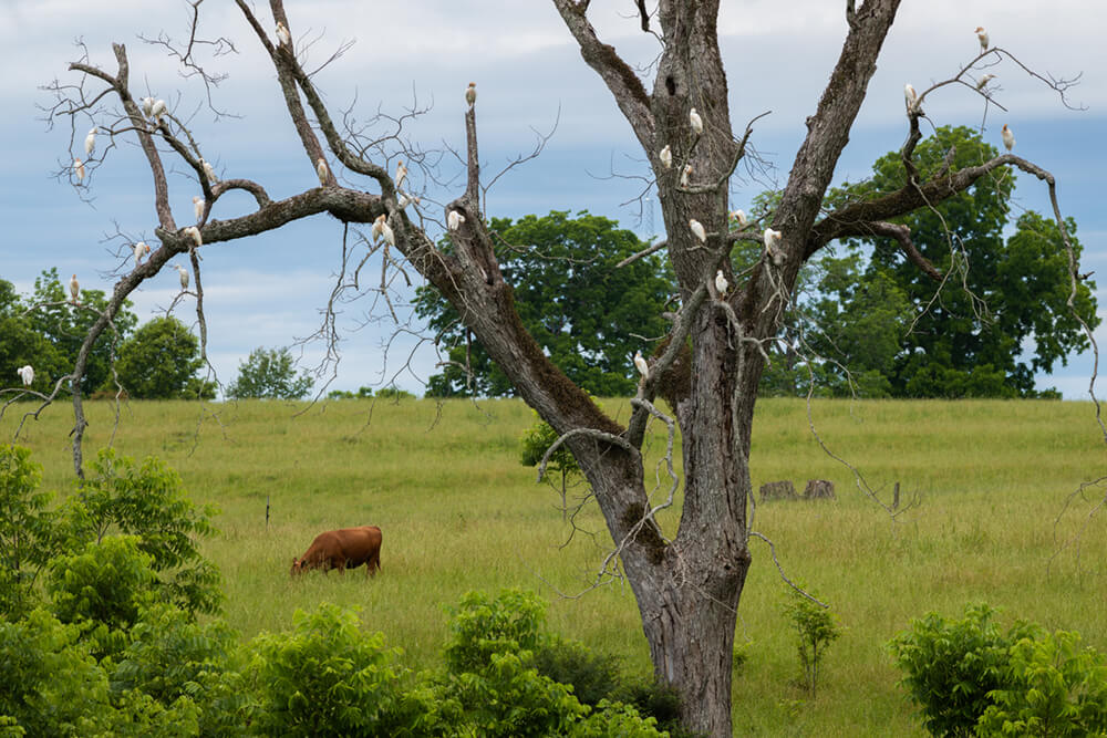 Cattle egrets perched on dead tree with cow grazing in the background