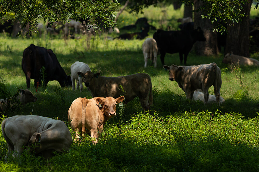 Cattle grazing under shade trees.