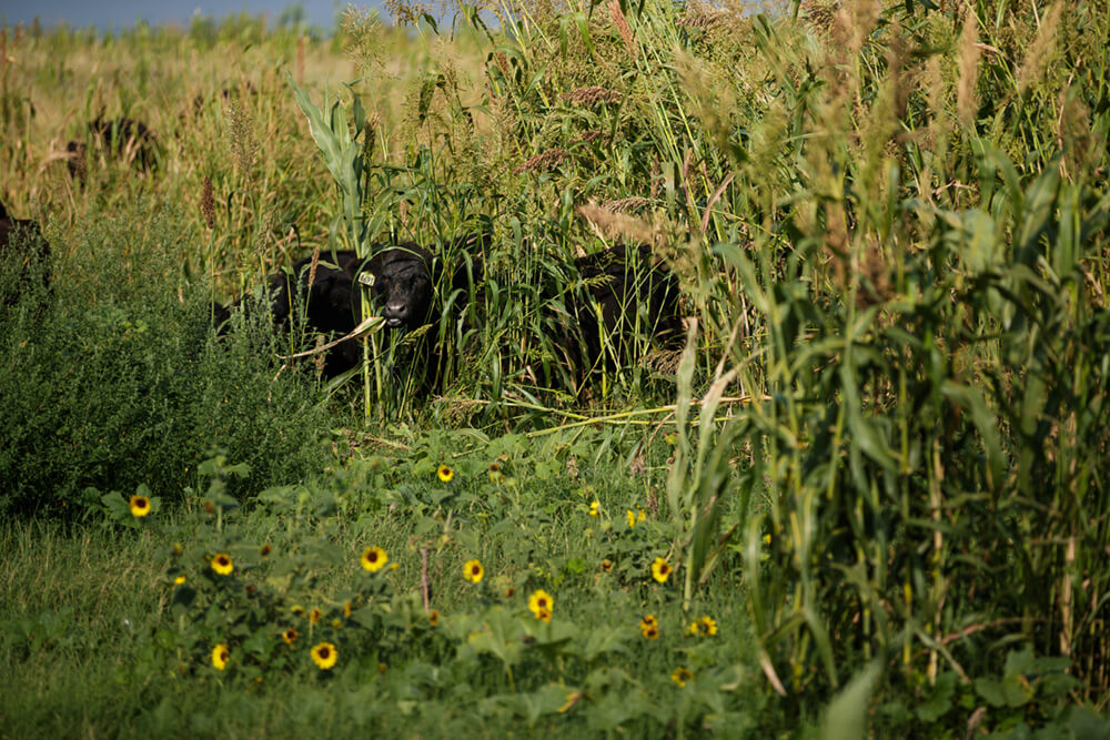 Cattle grazing a regenerative cover crop mixture