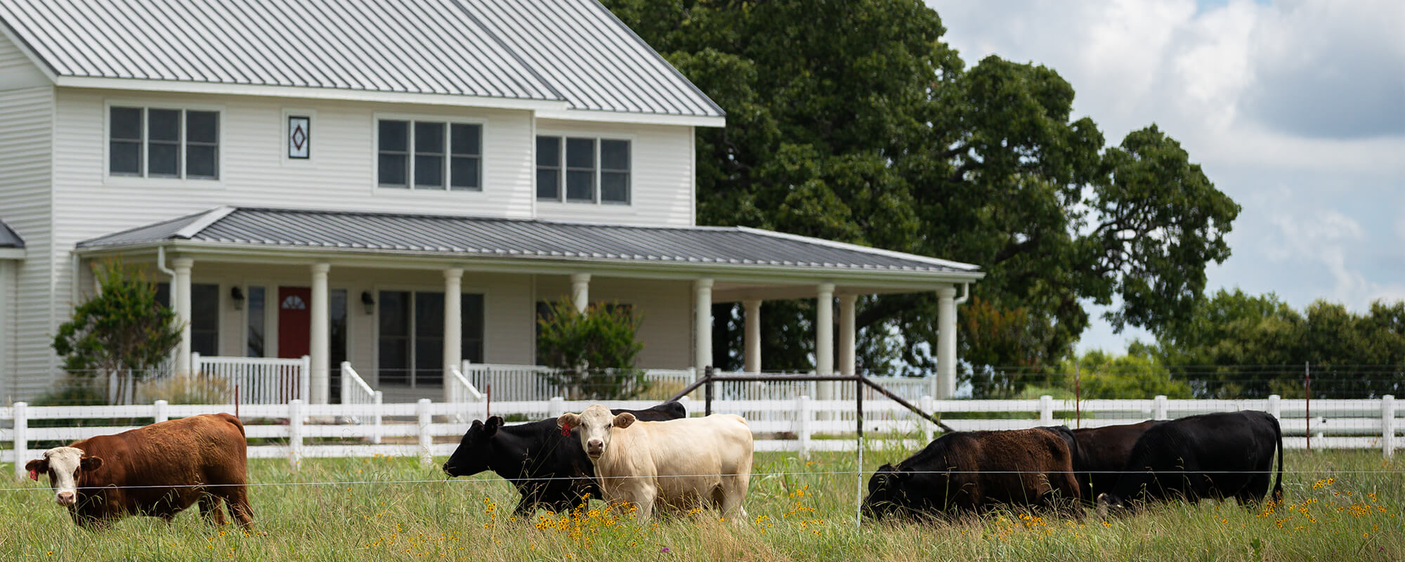 Cattle grazing near a farmhouse