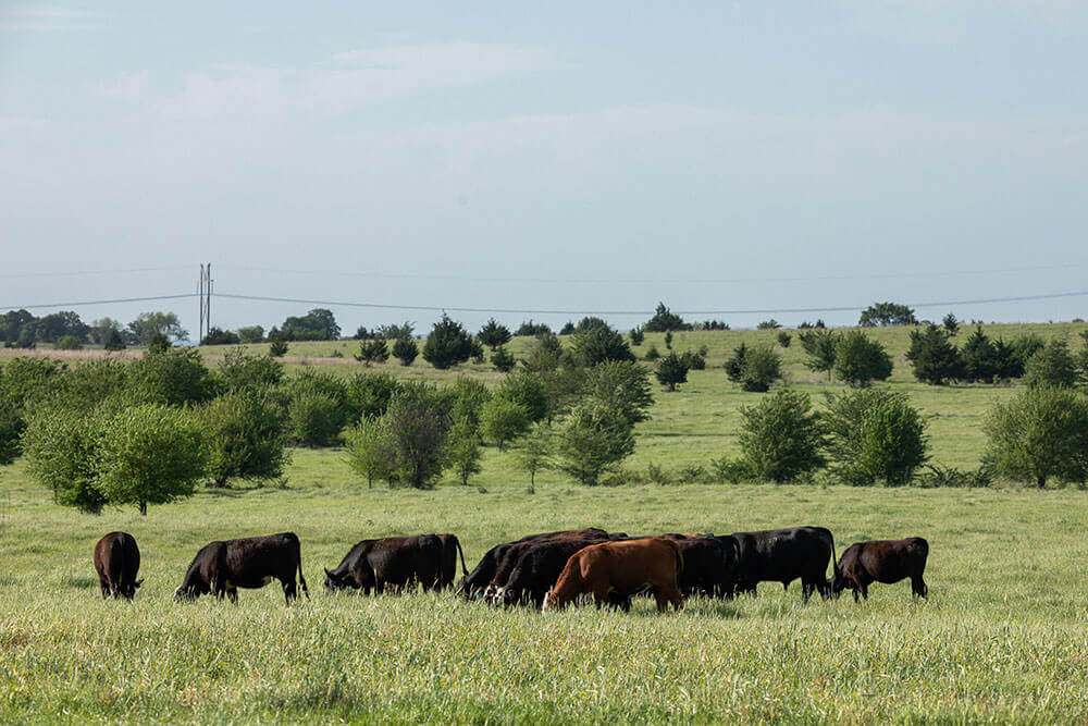 Cattle grazing cool-season forage