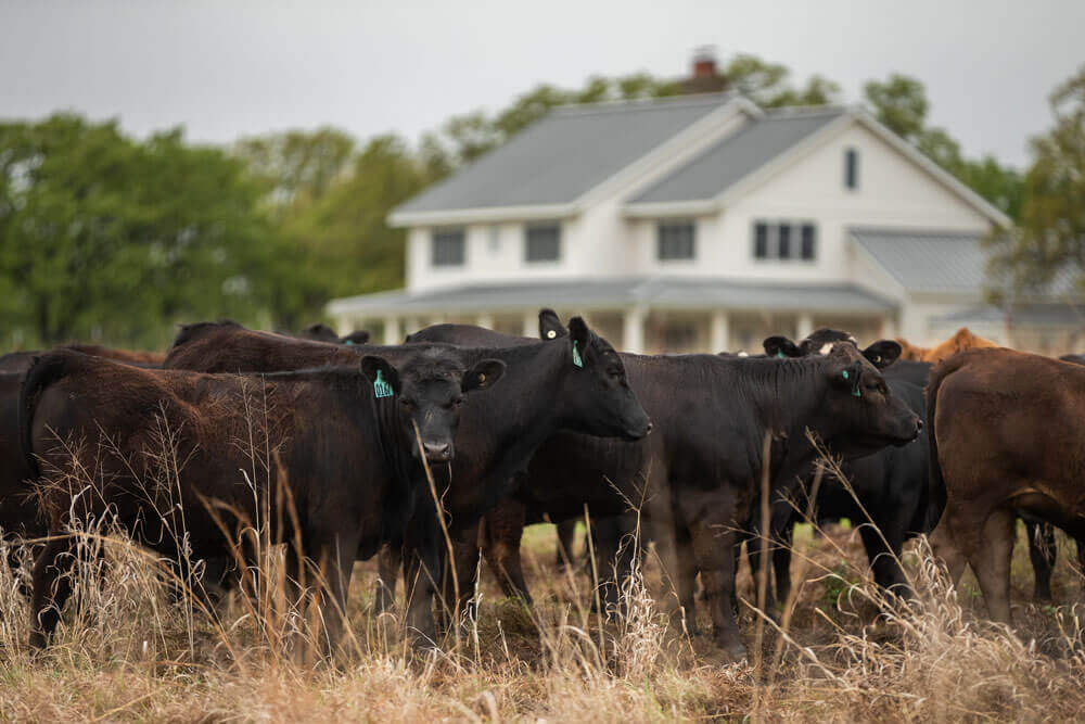 Herd of cattle grazing dry dormant forage growth in front of a farmhouse