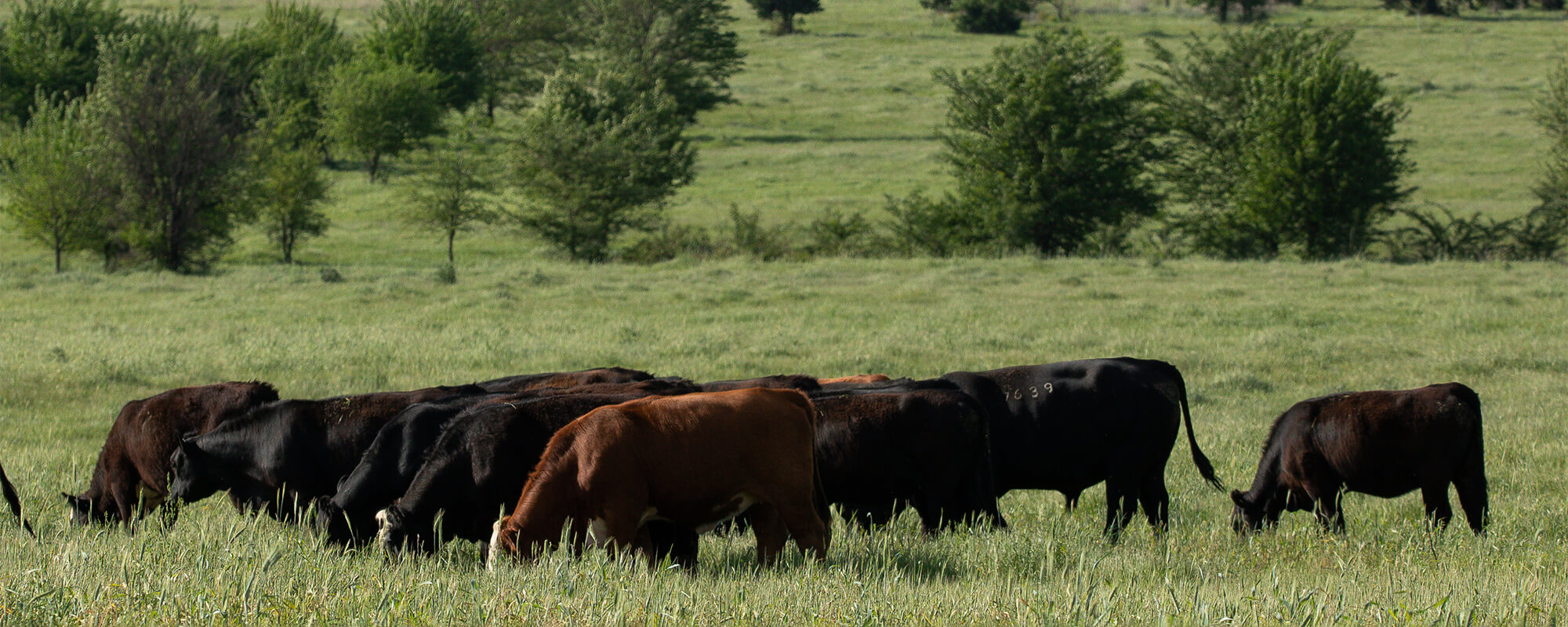 Cattle grazing in pasture with trees