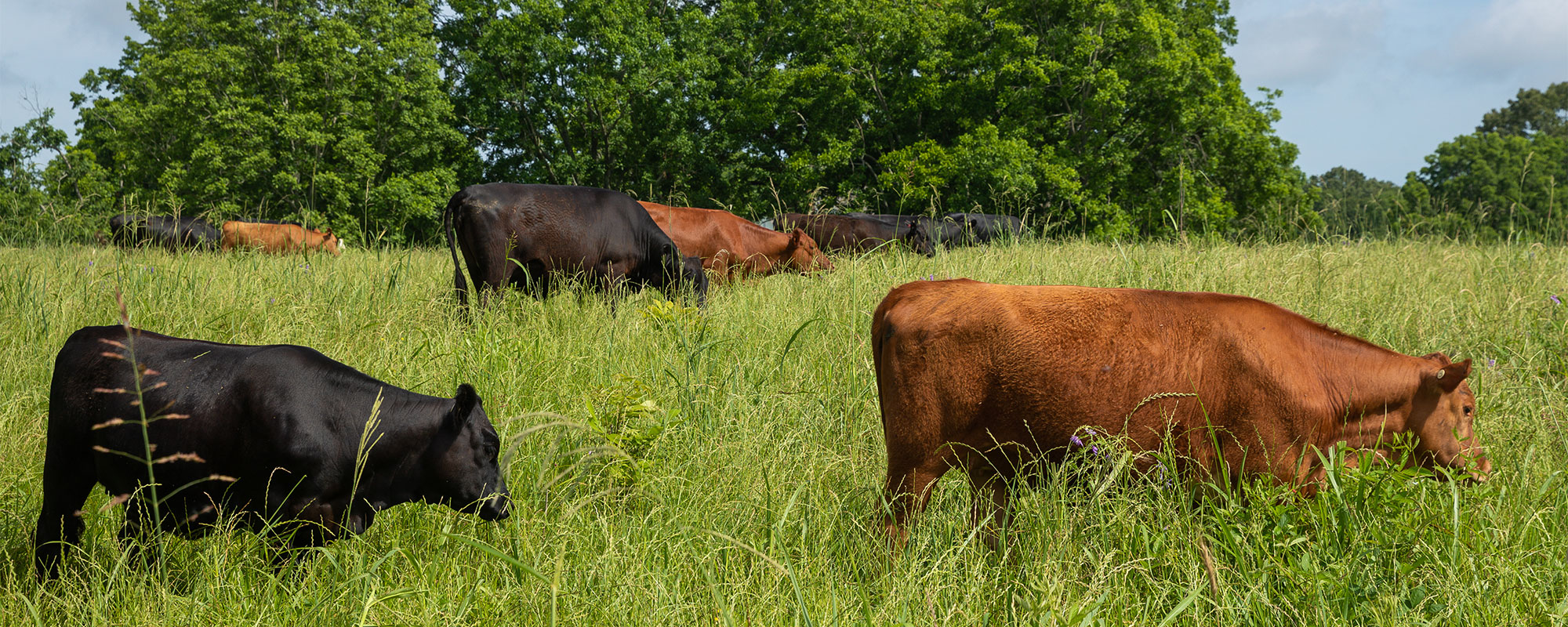 Cattle grazing in pasture