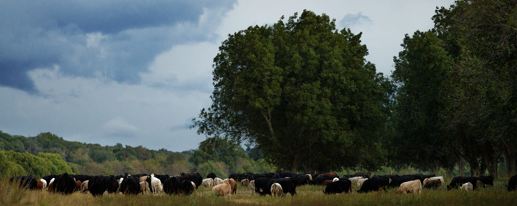 Cattle grazing in a pecan grove under a cloudy sky