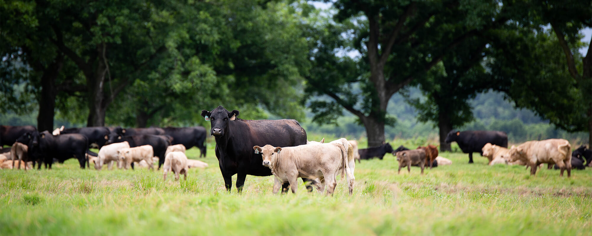 5 Ways Noble Ranches Work with the Nutrient Cycle in Their Regenerative Operations