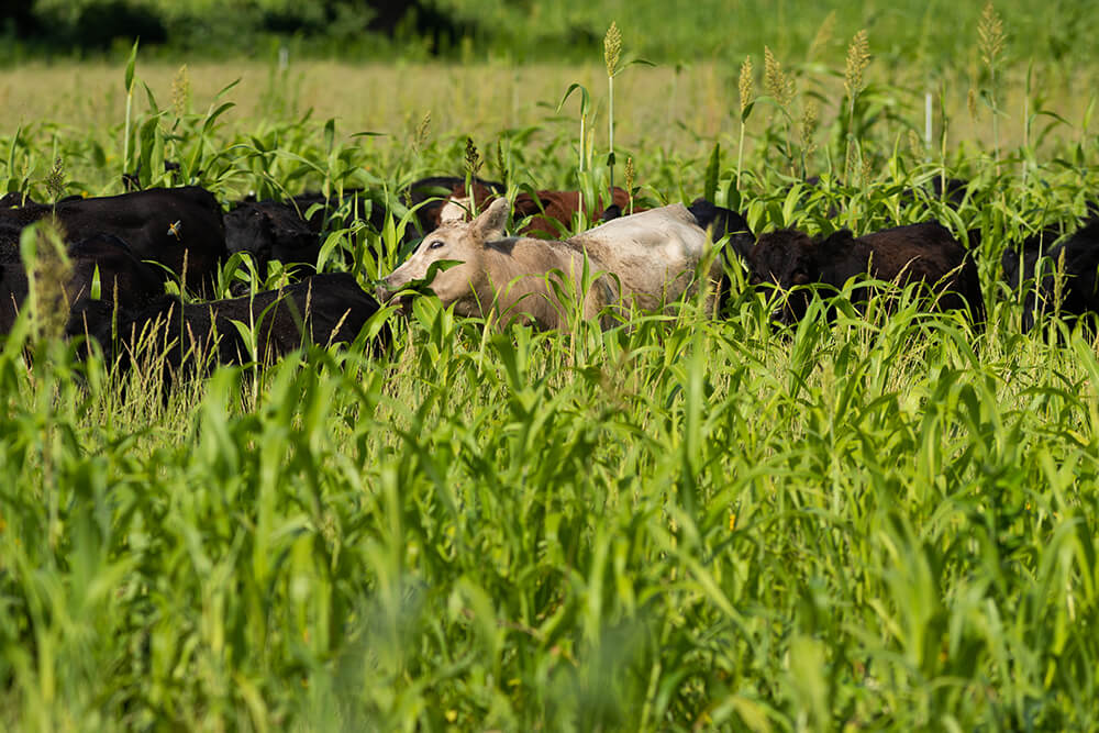Cattle grazing in pasture of tall cover crops