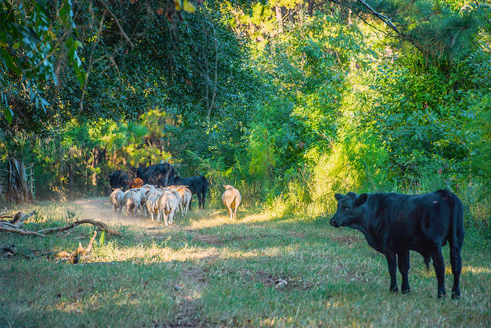 Cattle walk along a trail in the woods