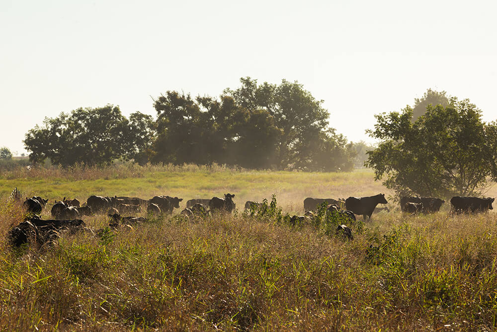 Cattle grazing in a wooded pasture with tall grass in late afternoon sun.
