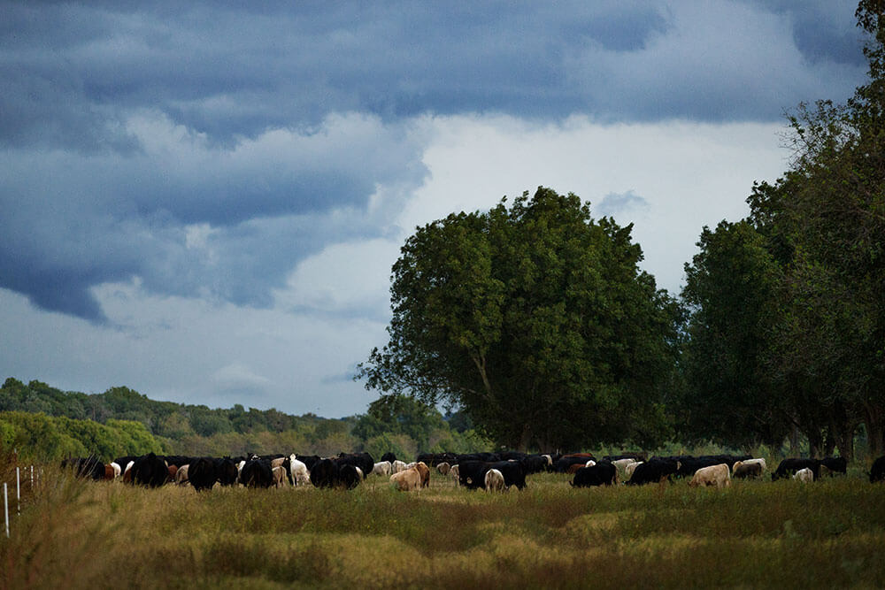 Cattle grazing near a pecan grove