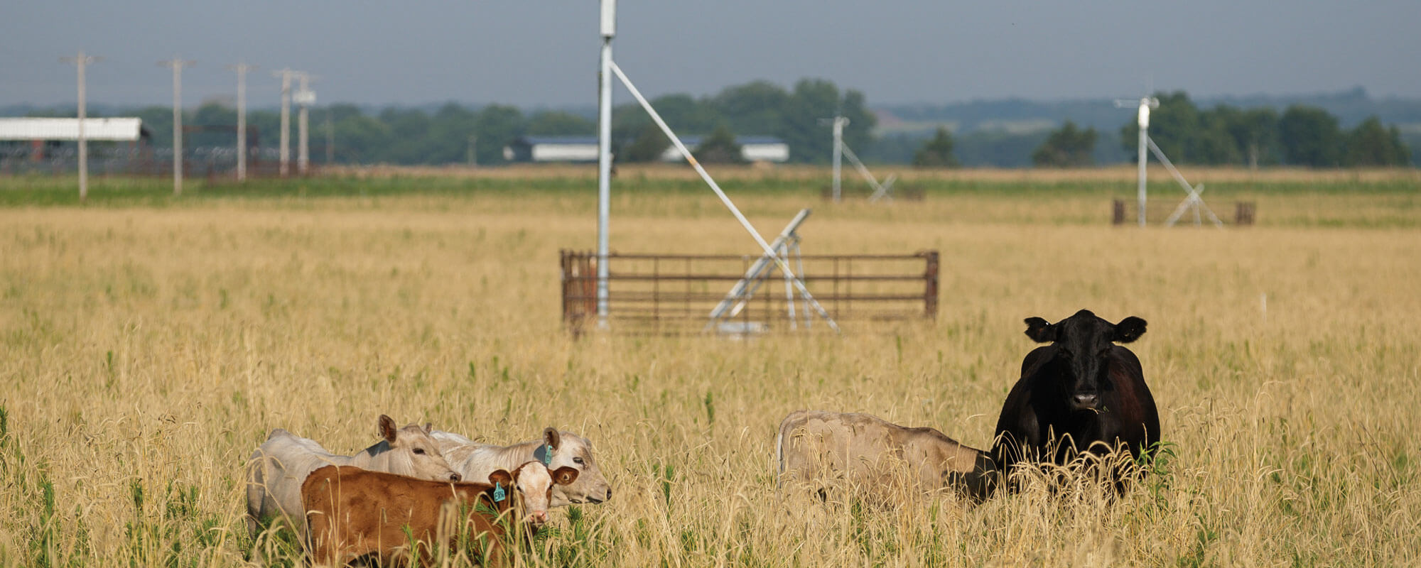 Cattle grazing near flux sensor towers