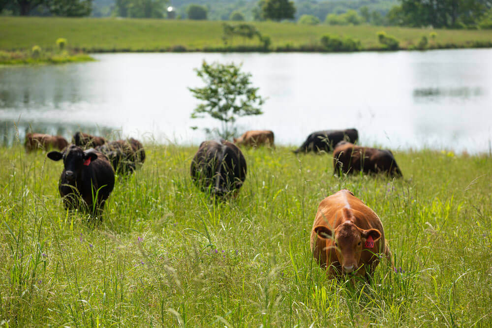 Cattle grazing in green grass near a pond.