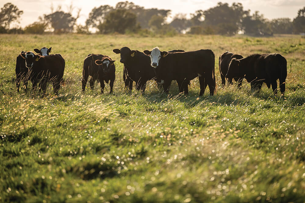 A group of black cows, some of which have white faces, graze in a pasture at sunset.