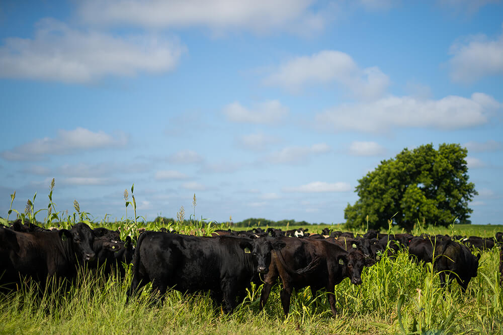 Cattle grazing on cover crops