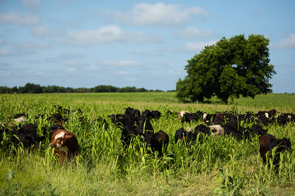 Cattle grazing on tall cover crops