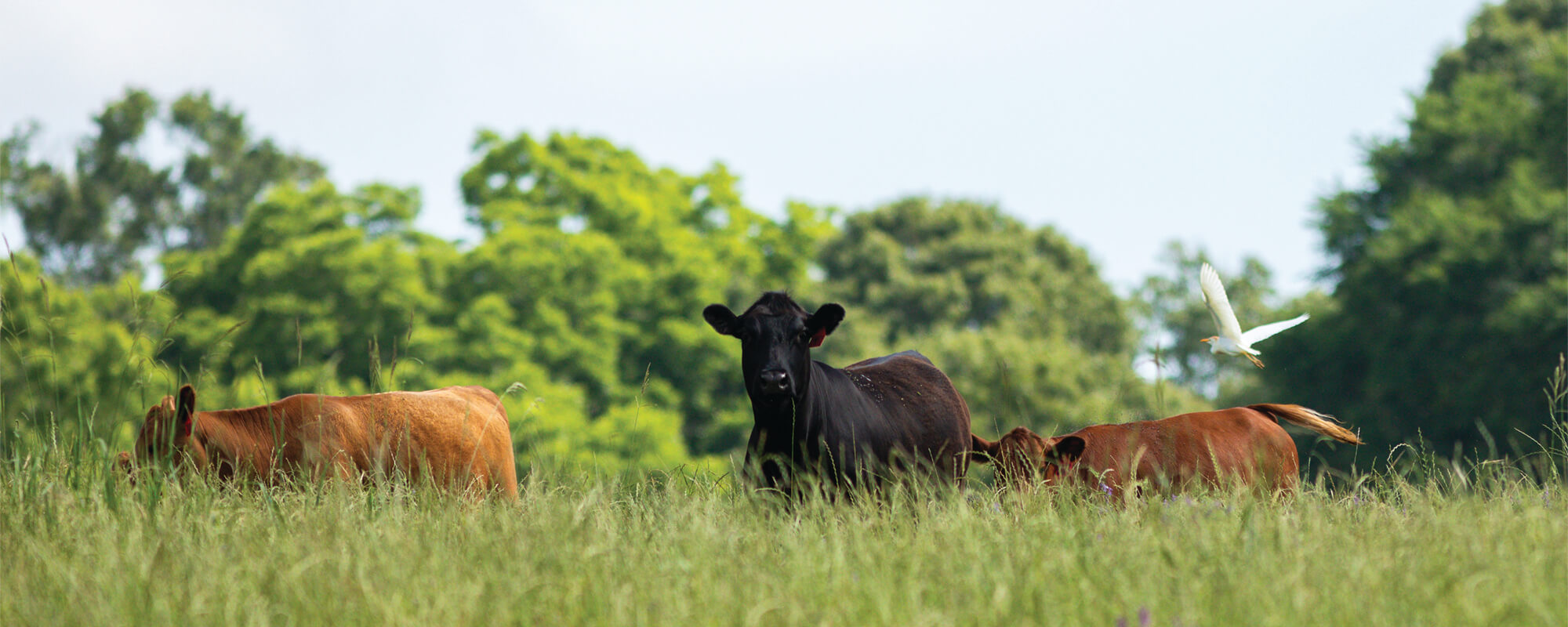 Cattle grazing in a regenerative pasture