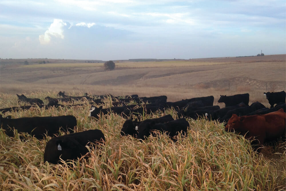 Cattle grazing summer pasture
