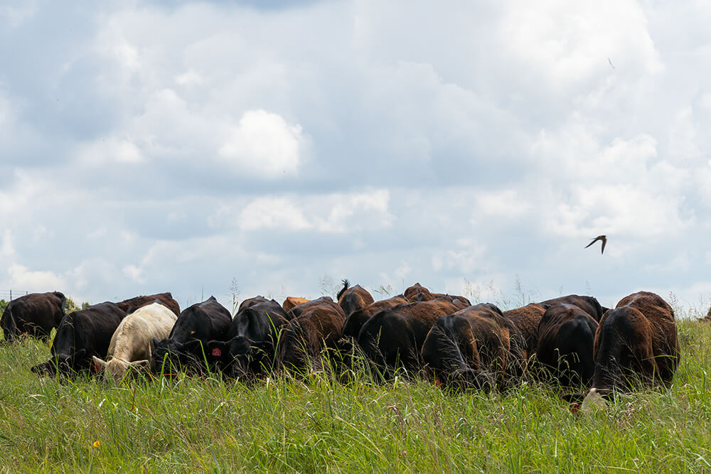 Cattle grazing with bird flying overhead.