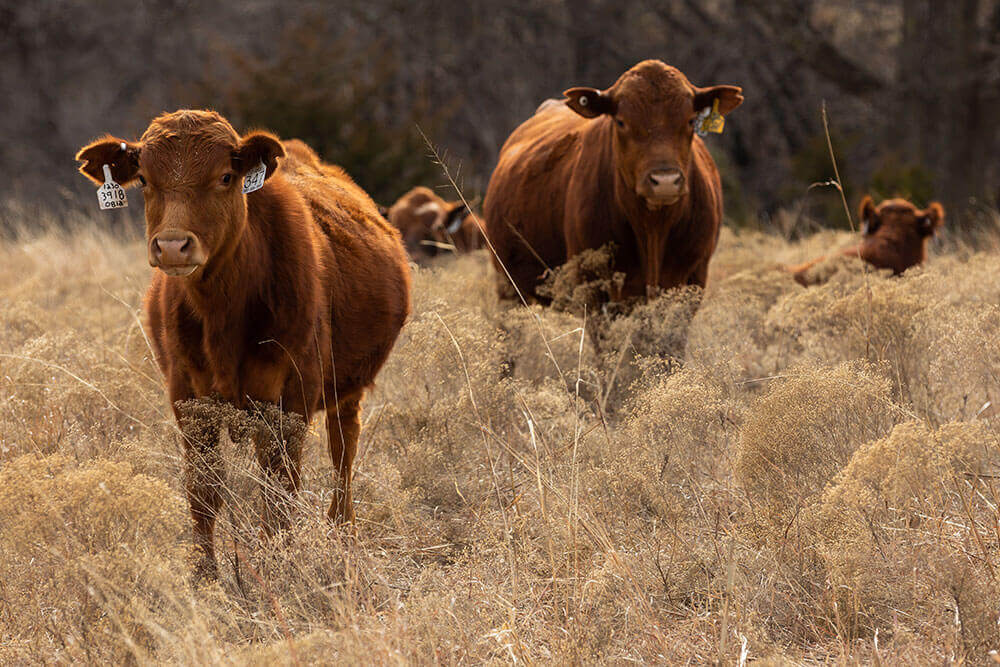 Red Angus cattle in field in dormant season