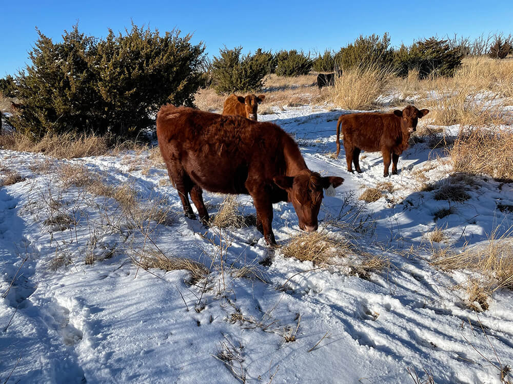 Red Angus cattle grazing stockpile forages in the snow