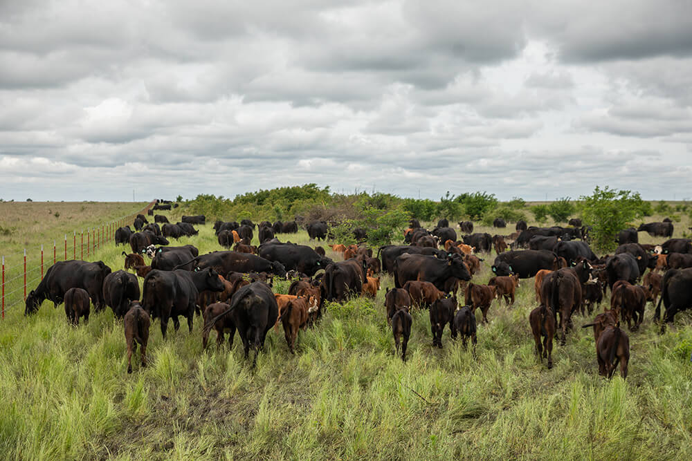 Cattle mob grazing