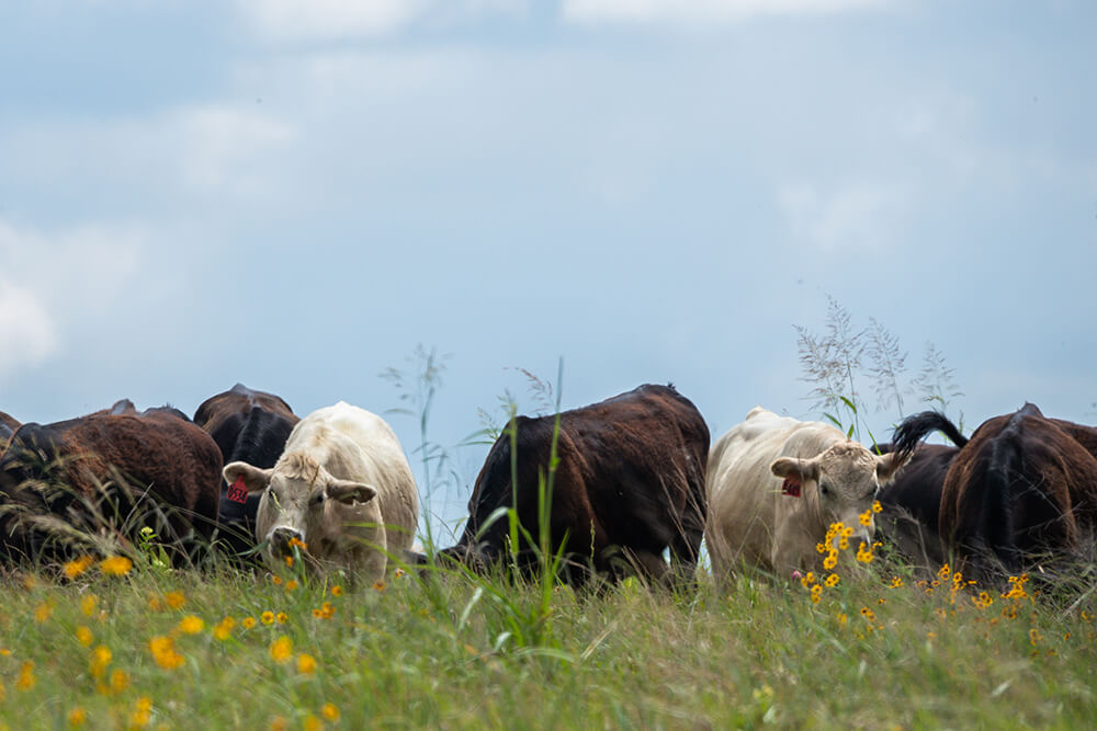 Cattle engaged in high stock density grazing