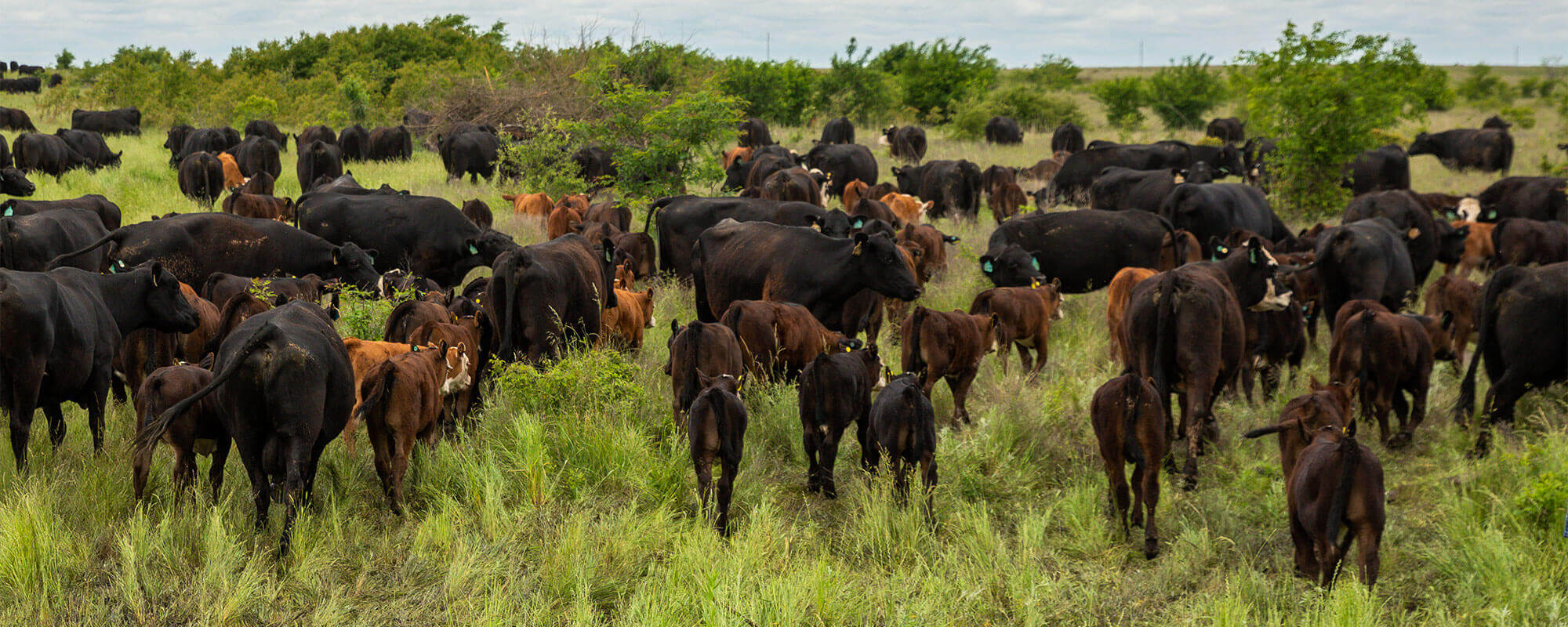 Cattle trampling pasture during high stock density grazing