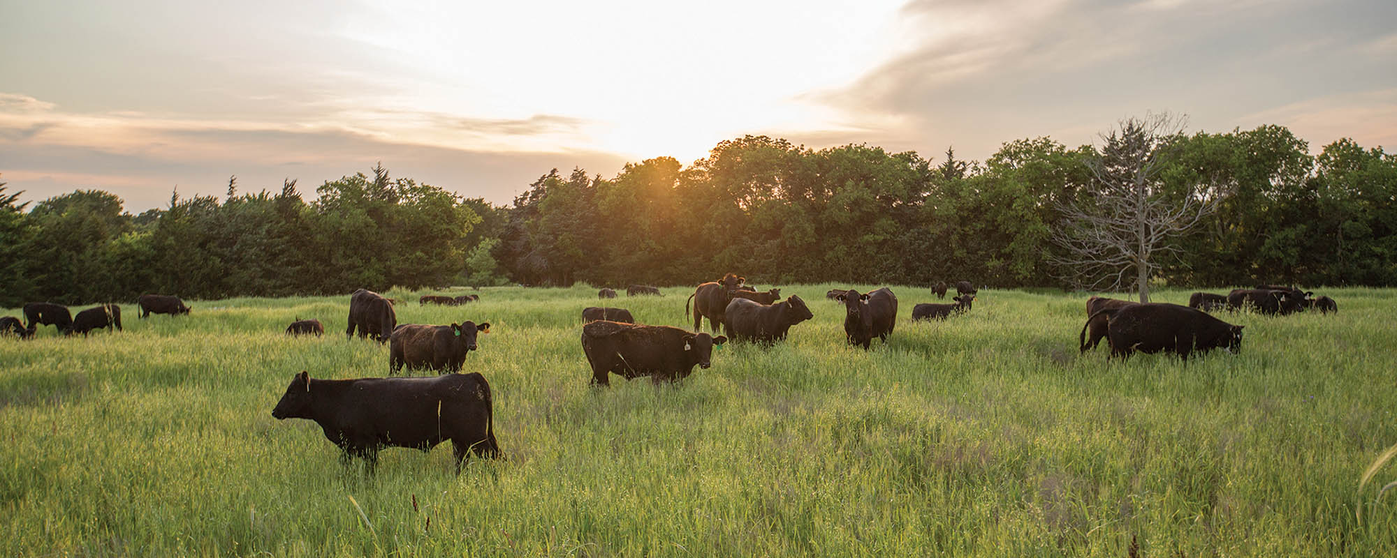 Cattle grazing in field at sunset