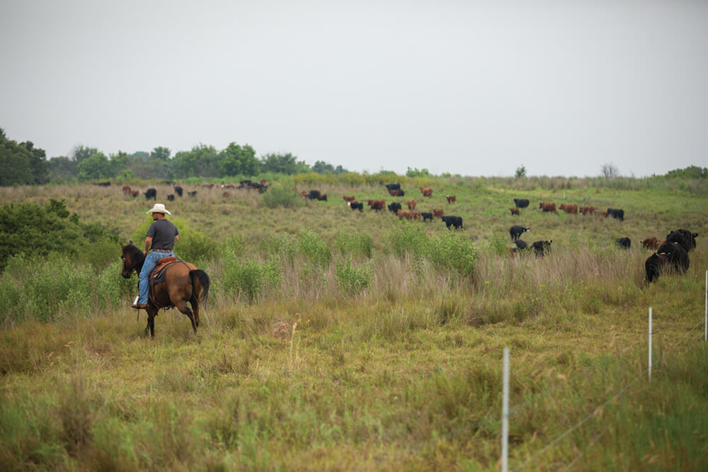 Clark Roberts moving herd on horseback