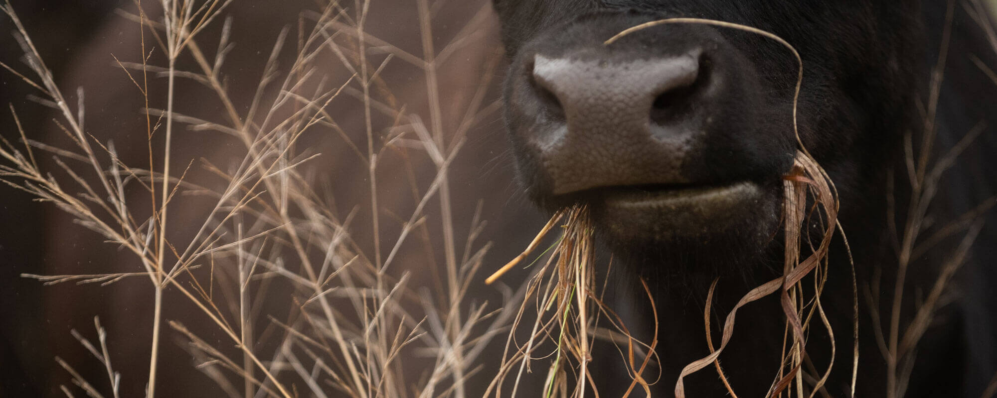 Close up image of cow grazing dormant season forage.