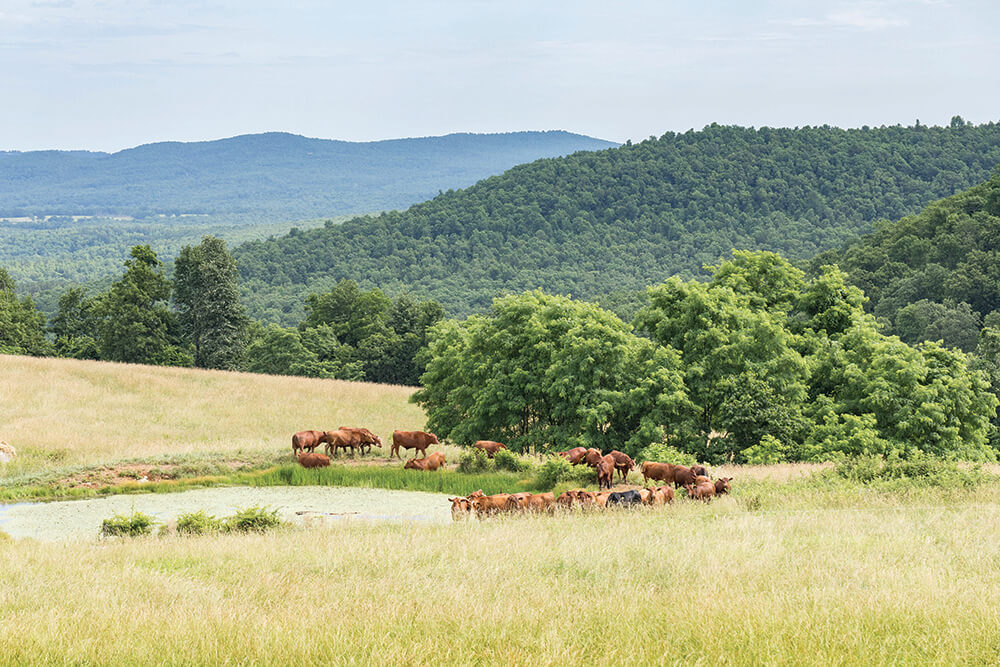 Cody Hopkins' cattle grazing in pasture