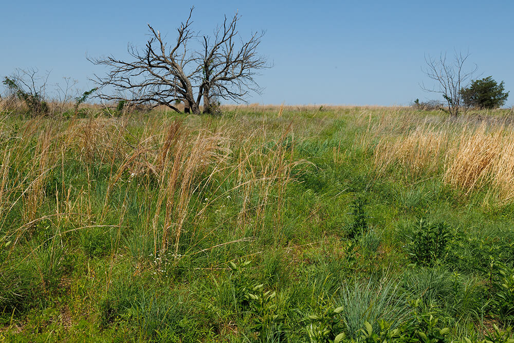 Example of a field with mixed brush dominated by honey locusts.