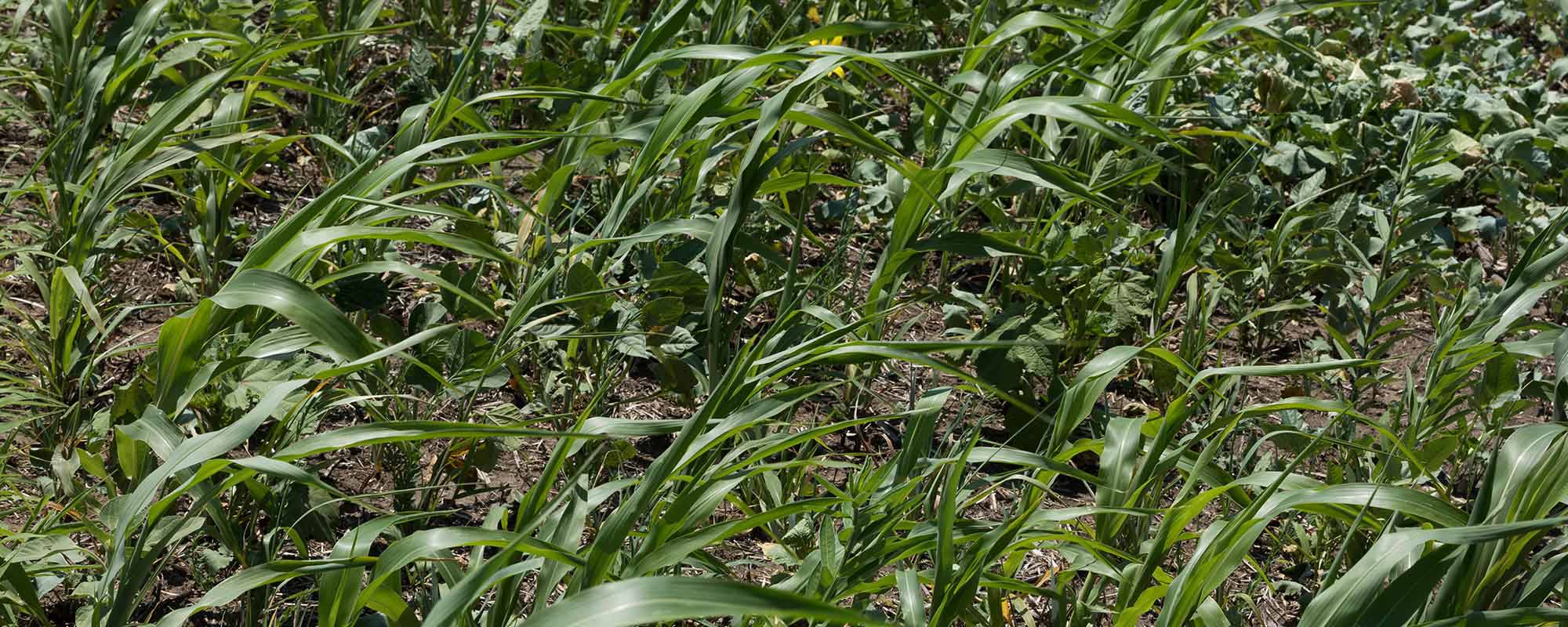 Cover Crops: A Tool in Agricultural Production