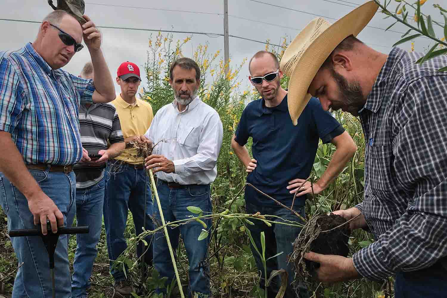 Jim Johnson demonstrates healthy cover crops