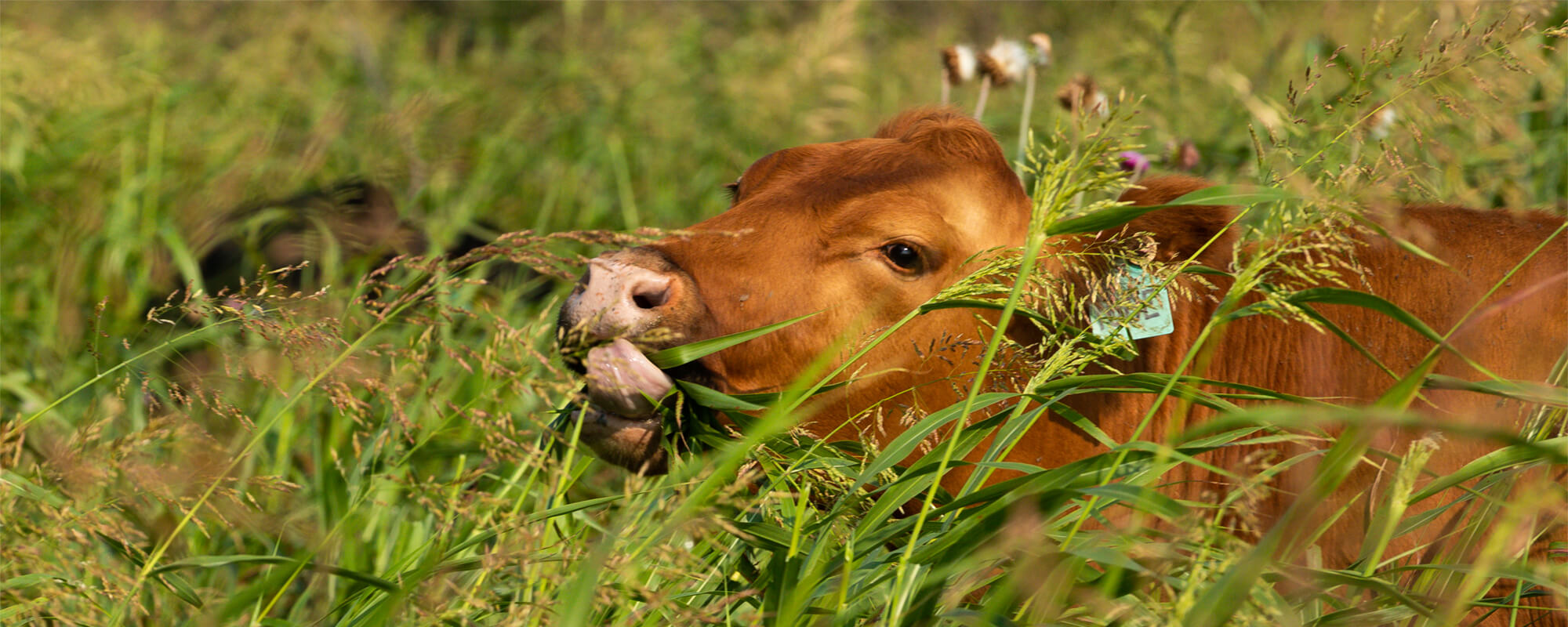 Cow grazing tall forage in a regenerative pasture.