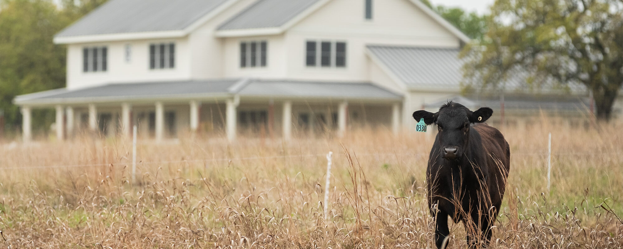 Cow standing in tall pasture with dormant forage in front of a farmhouse.
