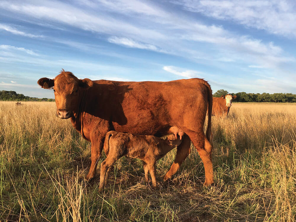 Cow with calf, owned by Chad and Rhona Lemke