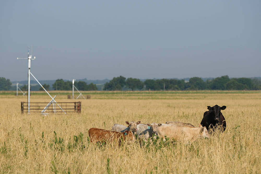 Cows and calves grazing river-bottom pasture