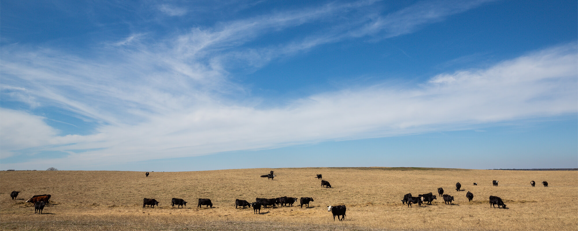 Tips for Managing Cattle Operations During Drought
